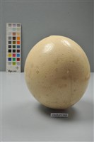 藏品(鴕鳥卵)的圖片